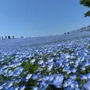 ちむの画像
