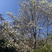 まるの画像