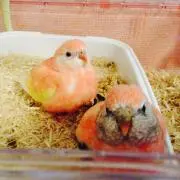 ひらこの画像