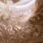唐揚げの画像