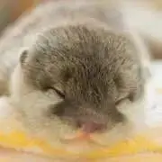 まろんの画像
