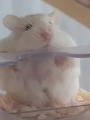 イルかの画像