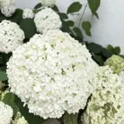 アッコの画像