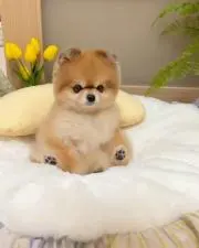 ルートハルト