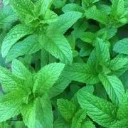 mojitoの画像