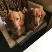 チャチャの画像