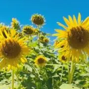 cona☺︎発送土日です　週末セール中の画像
