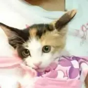 まゆまゆの画像