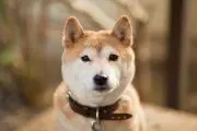 kazumaの画像