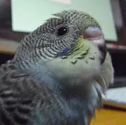 ぴぃ