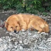 くろ