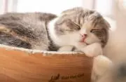 かれんの画像