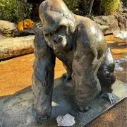 ゴリラ※プロフィール必読の画像