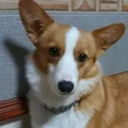 ゆずの画像