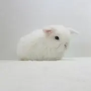 ふみ:即購入⭕️の画像