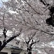 なかじの画像