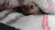 はりやまの画像