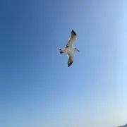 カナタ