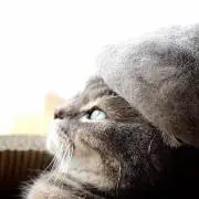 ぱたごにあ