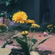 つちみ
