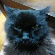 黒猫