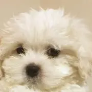 シナモンの画像