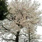 ＊ma＊プロフィール一読お願いします。の画像