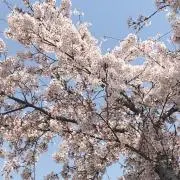 しもこ
