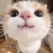 こてつの画像