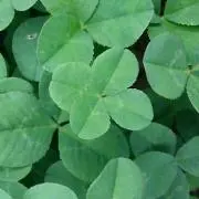 春野菜