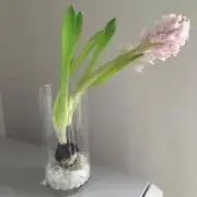 れなの画像