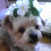 chancoの画像