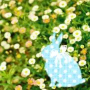 ぽろの画像