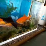 かすみ草の画像