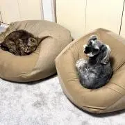 ペコ