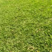 kikuの画像