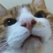 ピロスの画像