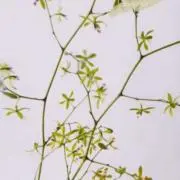 ブルックリン★プロフ必読の画像
