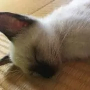 しーしゃも