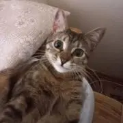 Yamahoの画像