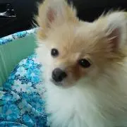 まろ