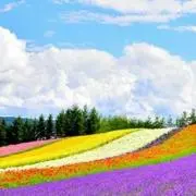 hane゜・*:.。❁の画像
