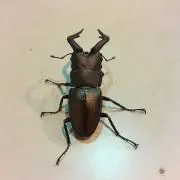 シャポバロフの画像