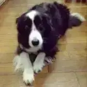 ありんこ
