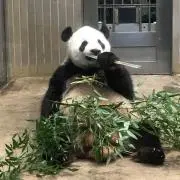 パンダ