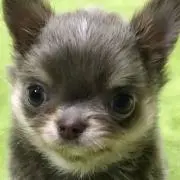 myo-gaの画像