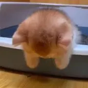 moonちゃん
