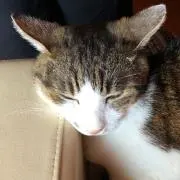 きゃつ♡の画像