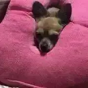 ピーママの画像