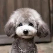 モコの画像